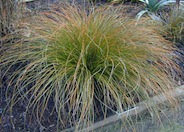 Sedge, Orange