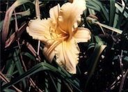 Daylily, Bahia