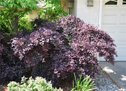 Fringe Flower, Razzleberry Red