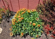 Blanket Flower, Fanfare