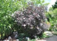 Elderberry, 'Black Lace'