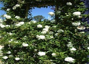 Rose, Climbing