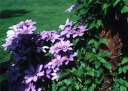 Clematis, Purple