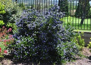 Ceanothus / Wild Lilac 'Dark Star'