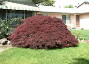 Japanese Maple, Crimson Queen