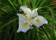 Iris, PCH 'Canyon Snow'