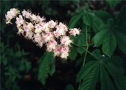 Horsechestnut, Common