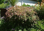 Abelia, Glossy