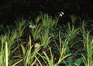 Lily Turf, Variegated