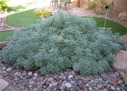 Artemisia, Powis Castle