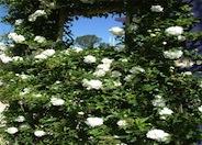 Rose, Climbing 'White Lady Banks'