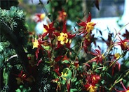 Columbine Selection