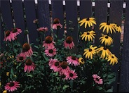 Purple Coneflower / Echinacea