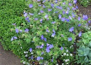 Geranium / Cranesbill Johnson's Blu