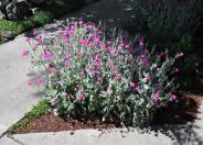 Mullein Pink, Rose Campion