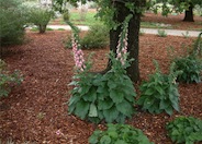 Foxglove, Sunset