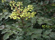 Oregon Grape