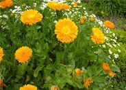 Calendula, Pot Marigold