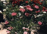 Carnation, Clove Pink