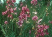 Sweet Pea, Annual