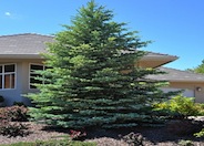 Colorado Spruce