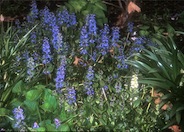 Bugle Flower, Carpet Bugle