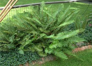 Western Sword Fern, Alaska Fern