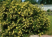 Bush Cinquefoil