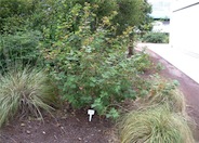 Currant, Red Flowering