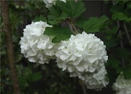 Viburnum, Common Snowball