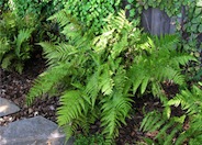 Fern, Giant Chain