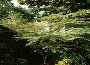 Japanese Maple, Butterfly